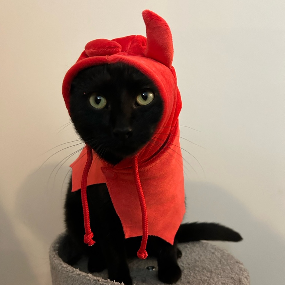Cat costume